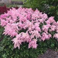 Astilbe Fireworks Pink